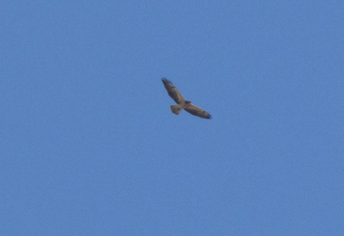 Swainson's Hawk