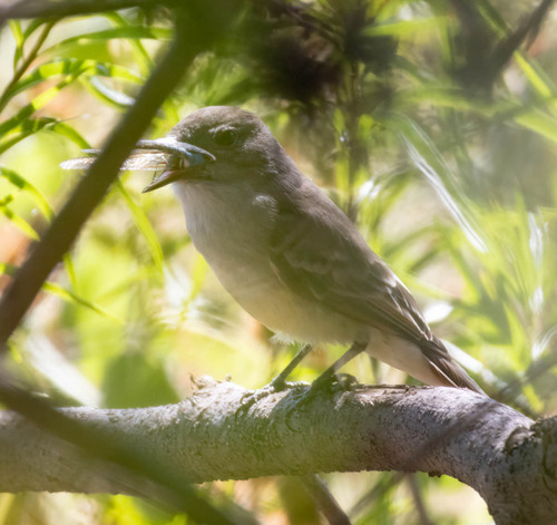 Ash-throated Flycatcher