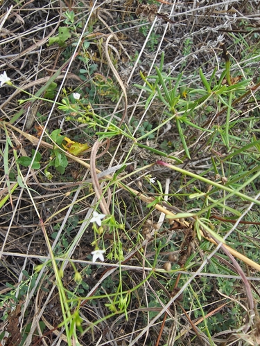 diamond-flowers