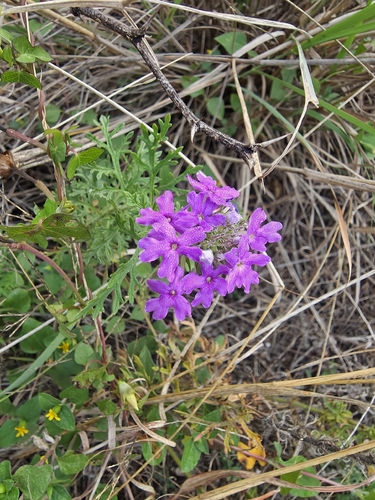 Dakota mock vervain