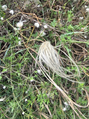 Old Man's Beard Clematis