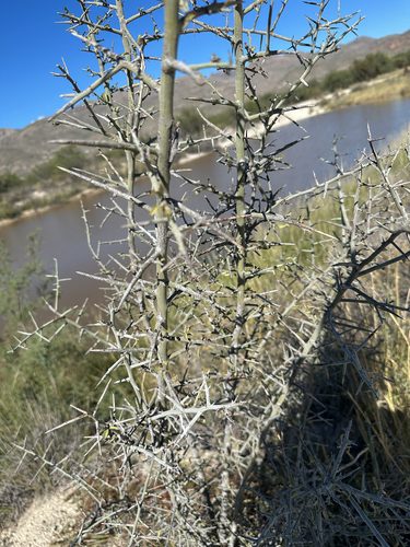 graythorn