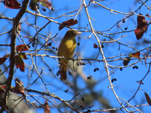 Summer Tanager