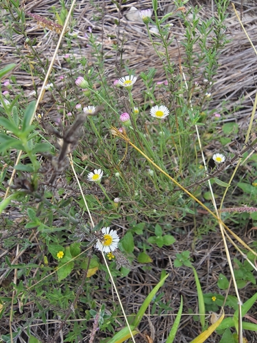 Plains fleabane