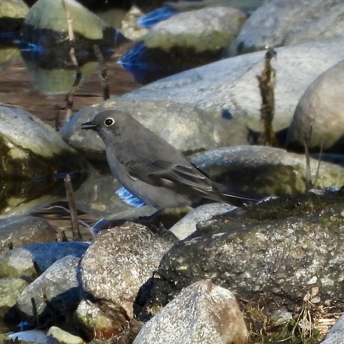 Townsend's Solitaire