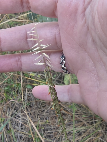 sideoats grama