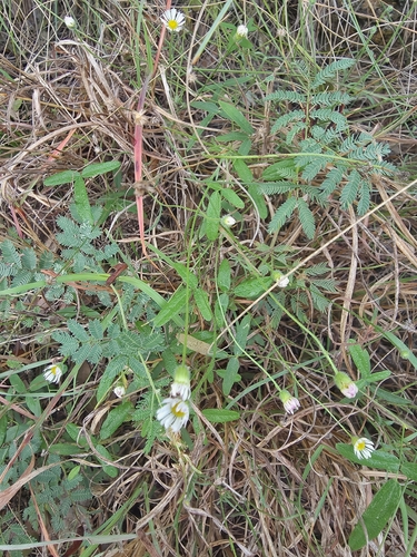 Plains fleabane