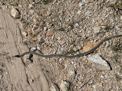 Black-necked Garter Snake