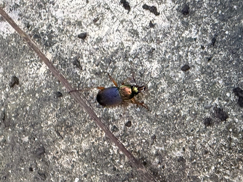Emarginate Chlaenius