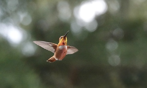 Rufous Hummingbird