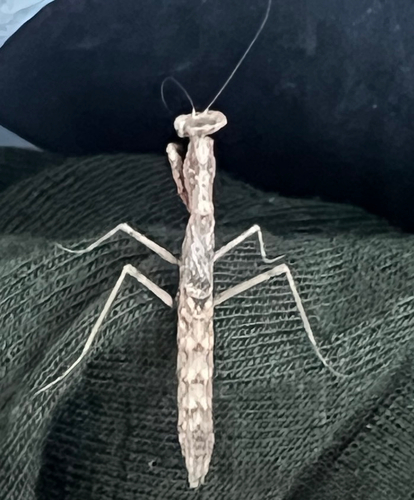 American Ground Mantises