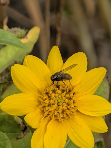 Stable Fly