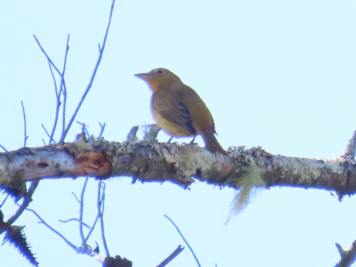 Summer Tanager