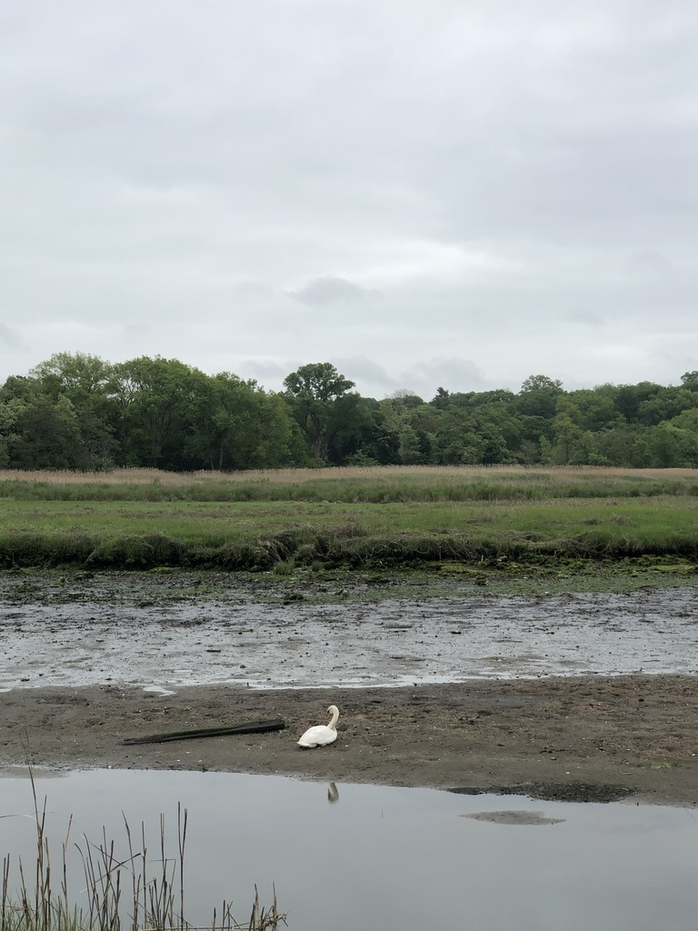 Mute Swan from Udall'S Park Preserve, New York, NY, US on May 28, 2020