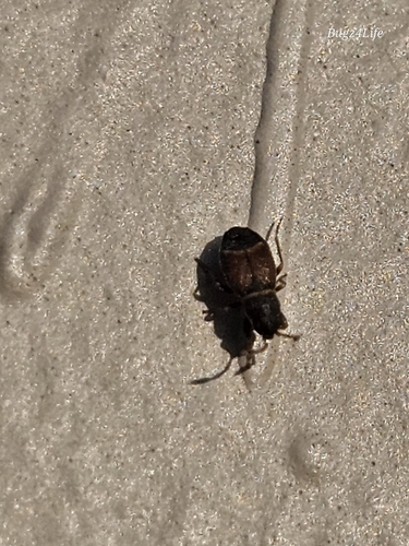 Cactus Sap Beetle