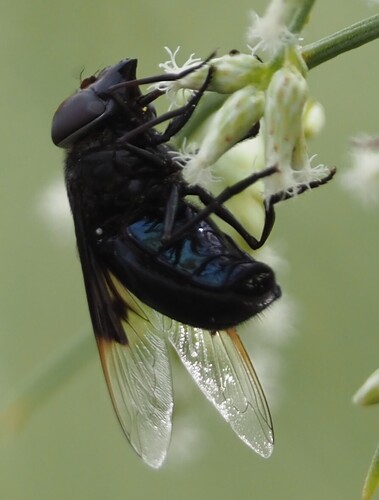 Mexican Cactus Fly