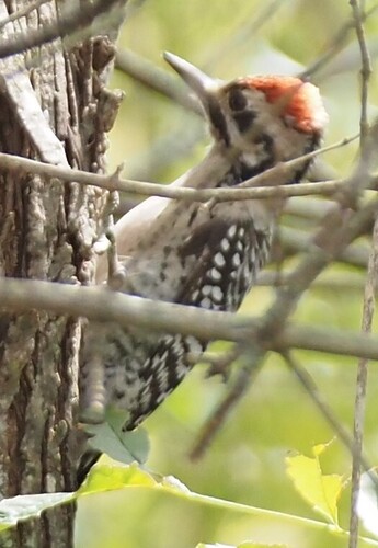 Ladder-backed Woodpecker