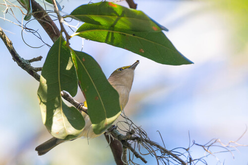 White-eyed Vireo