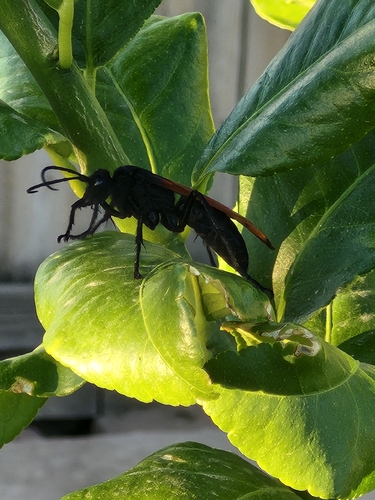 Milde's Tarantula-hawk Wasp