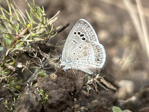 Mariposa Azul del mezquite