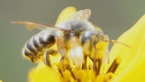 Megachile policaris