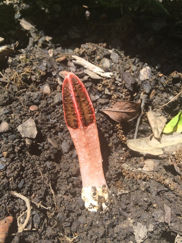 lantern stinkhorn