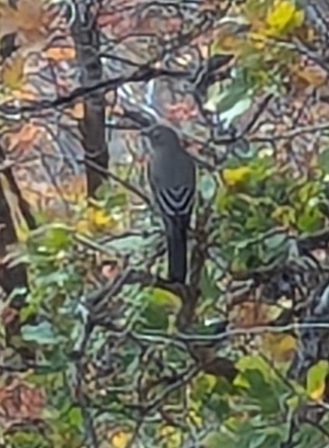 Townsend's Solitaire