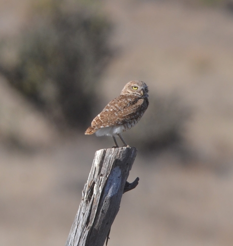 Burrowing Owl