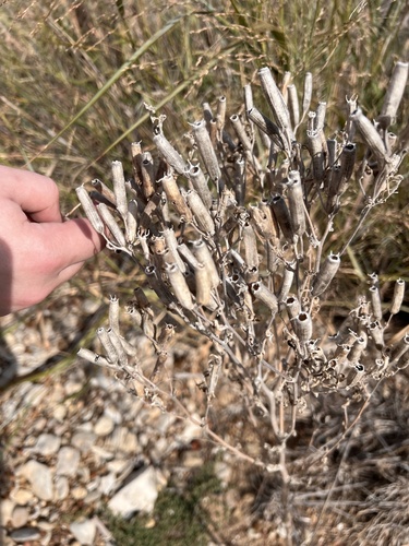 redwhisker clammyweed