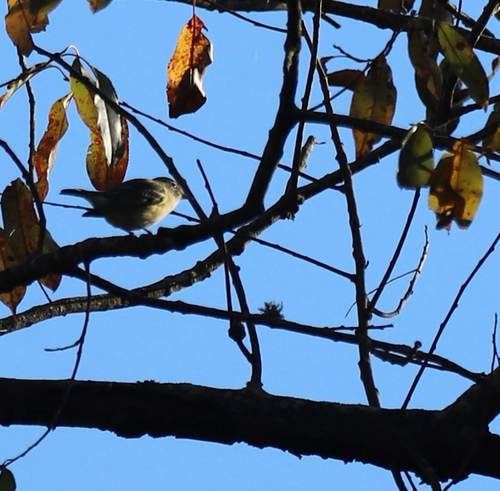 Blue-headed Vireo