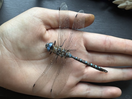 Blue-eyed Darner