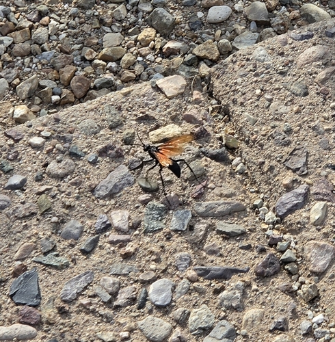 Thisbe's Tarantula-hawk Wasp