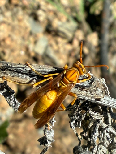 Yellow Paper Wasp