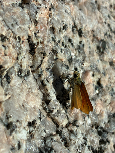 Orange Skipperling