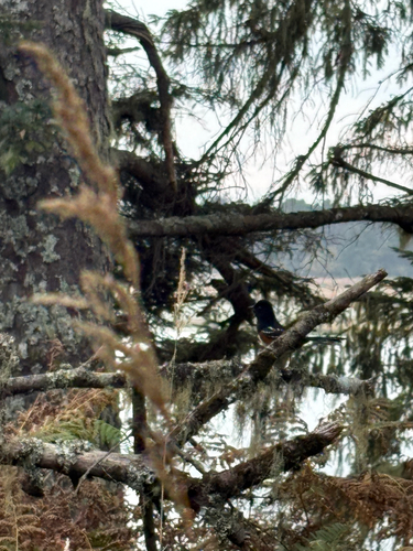 Spotted Towhee