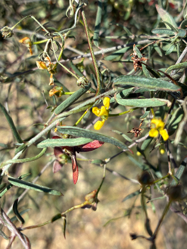slender janusia