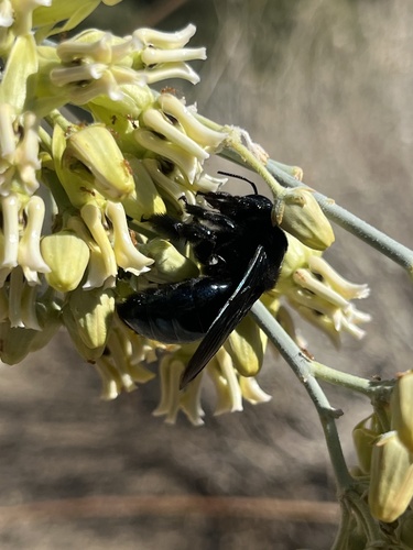 Western Carpenter Bee