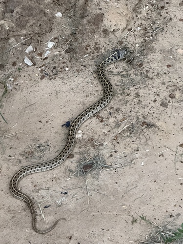 Checkered Garter Snake