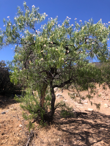desert willow