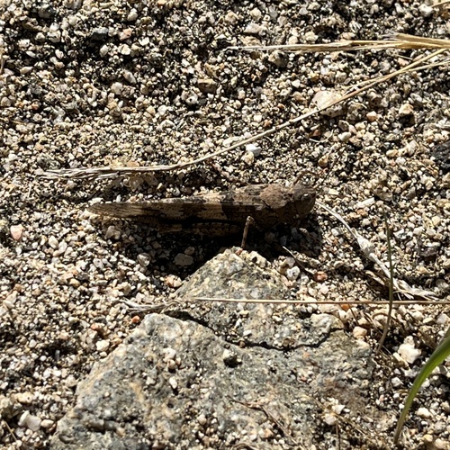 Pallid-winged Grasshopper