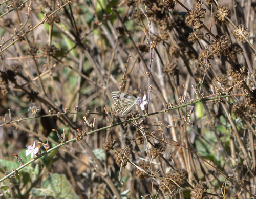 Checkered White