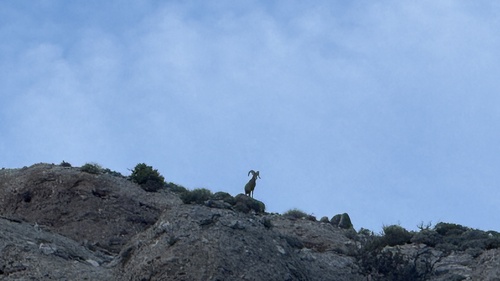 Desert Bighorn Sheep