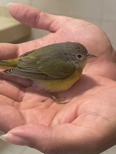Leiothlypis ruficapilla