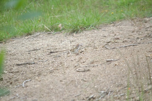 Lark Sparrow