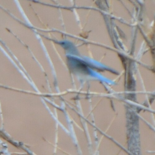 Mountain Bluebird