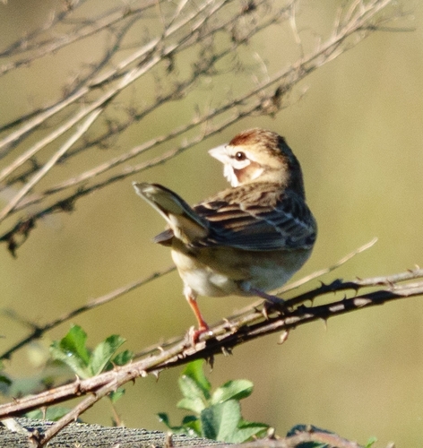 Lark Sparrow