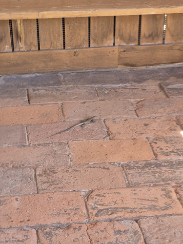 Western Whiptail