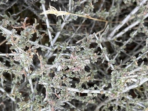 Littleleaf Rhatany