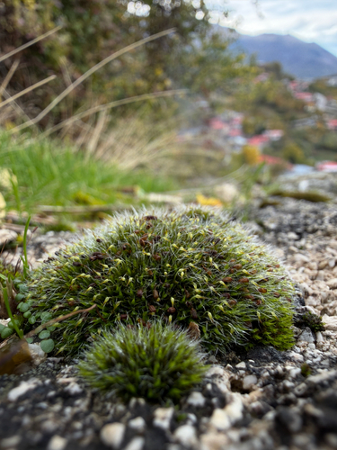 Grey-cushioned Grimmia