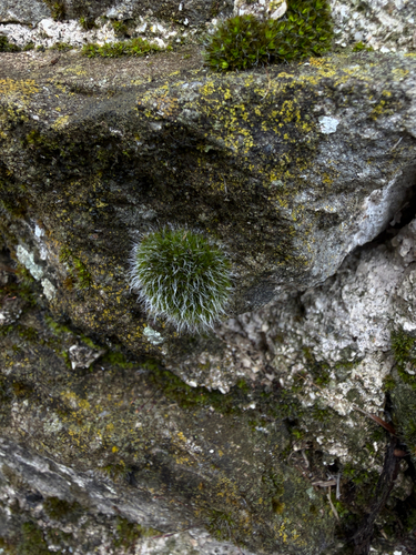 Grey-cushioned Grimmia